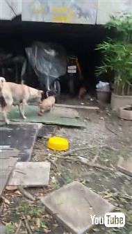 野良犬に餌をあげて後をつけてみると……子犬ちゃんたちにあげていた！