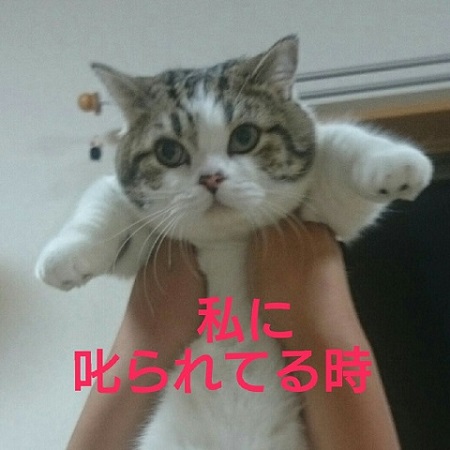 叱られたときの猫