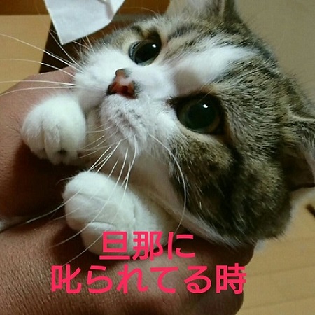 叱られたときの猫