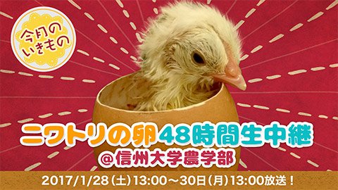 ニワトリの卵 48時間 生中継 ニコニコ生放送 孵化