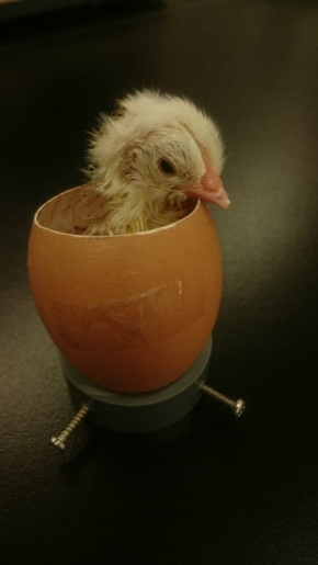 ニワトリの卵 48時間 生中継 ニコニコ生放送 孵化