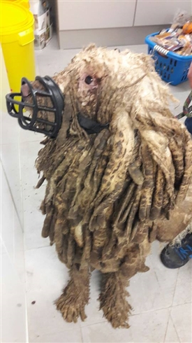 モサモサに虐待された犬など、50匹以上の動物がドイツで救出