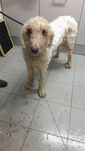 モサモサに虐待された犬など、50匹以上の動物がドイツで救出