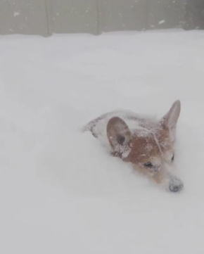 深雪コーギー