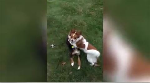 犬