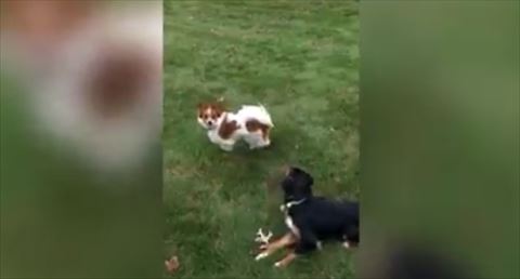 犬