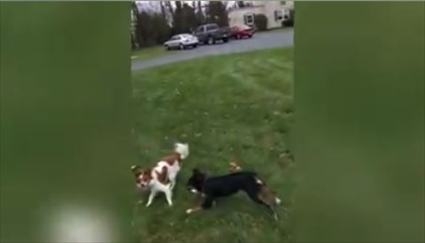 犬