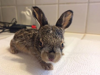 ジャックウサギの赤ちゃんの正面