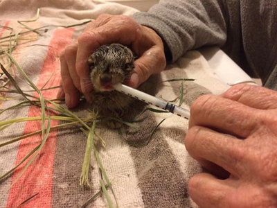 お世話されるジャックウサギ