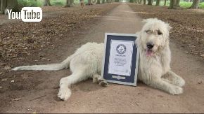 ギネス 犬 尻尾 長さ 2017 世界記録