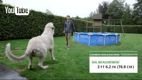ギネス 犬 尻尾 長さ 2017 世界記録