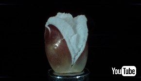 ポップコーンが弾ける瞬間のウルトラスロー映像が生命誕生の神秘すぎる