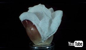 ポップコーンが弾ける瞬間のウルトラスロー映像が生命誕生の神秘すぎる