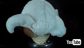 ポップコーンが弾ける瞬間のウルトラスロー映像が生命誕生の神秘すぎる