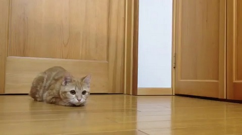 猫キーパー