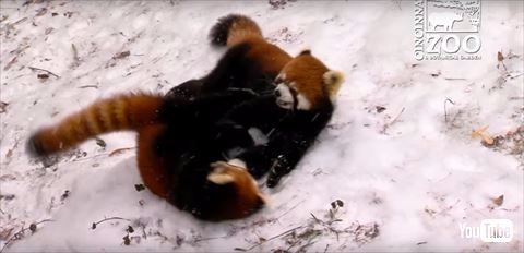 レッサーパンダ