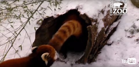 レッサーパンダ