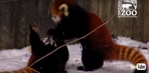 レッサーパンダ