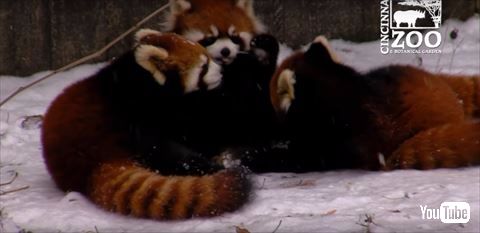 レッサーパンダ