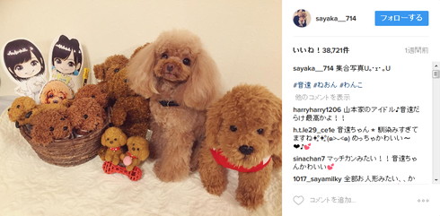 山本彩さんの愛犬・音遠（ねおん）ちゃん