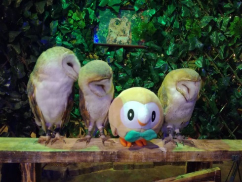 フクロウカフェ アウルの森 モクロー