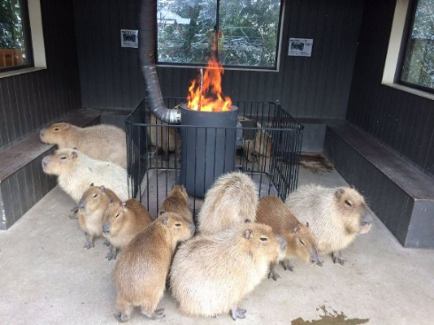 カピバラ 長崎バイオパーク ストーブ