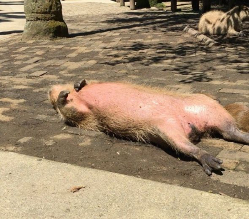 カピバラ 長崎バイオパーク ストーブ