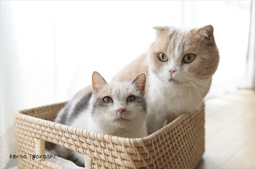 写真集もふあつめ