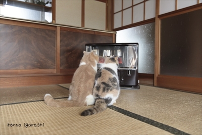 写真集もふあつめ