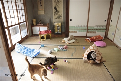 写真集もふあつめ