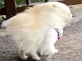 もふもふボディーがフォルムチェンジ！　強風のせいで流線型になってしまったポメラニアンがかわいい