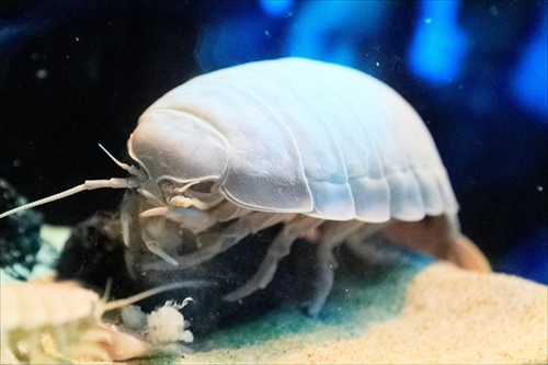 サンシャイン水族館ゾクゾク深海生物