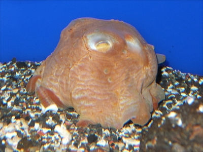 サンシャイン水族館ゾクゾク深海生物