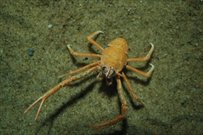 サンシャイン水族館ゾクゾク深海生物