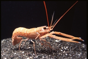 サンシャイン水族館ゾクゾク深海生物
