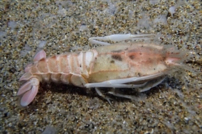 サンシャイン水族館ゾクゾク深海生物