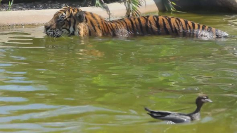 トラ 鳥 カモ トラ