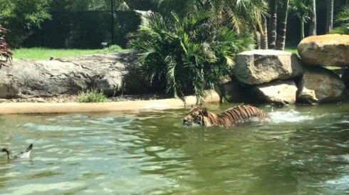 トラ 鳥 カモ トラ