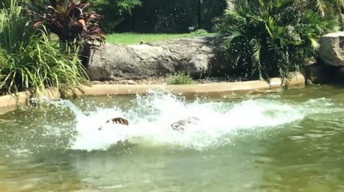 トラ 鳥 カモ トラ