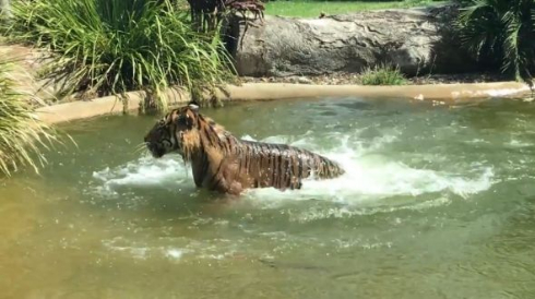 トラ 鳥 カモ トラ