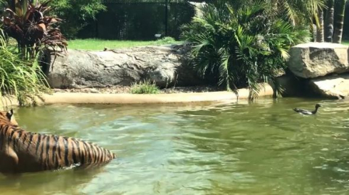 トラ 鳥 カモ トラ