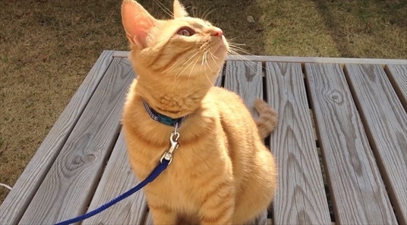 茶トラ猫ひろしのお庭デビュー