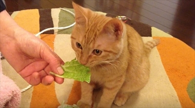 茶トラ猫ひろしのお庭デビュー