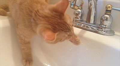 茶トラ猫ひろしのお庭デビュー