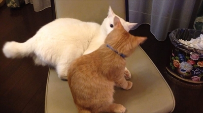 茶トラ猫ひろしのお庭デビュー