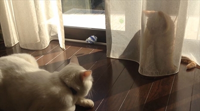 茶トラ猫ひろしのお庭デビュー