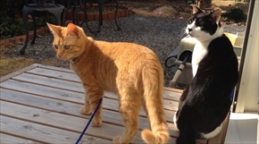 茶トラ猫ひろしのお庭デビュー