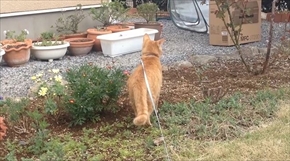 茶トラ猫ひろしのお庭デビュー