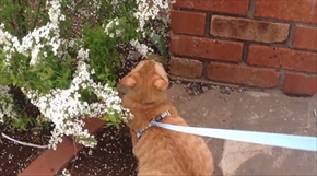 茶トラ猫ひろしのお庭デビュー