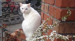 茶トラ猫ひろしのお庭デビュー